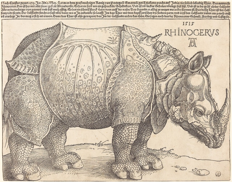 Dürer's Rhinoceros (woodcut, 1515)